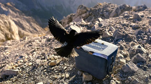 Einkaufskiste blau Größe M, Vogel landet gerade darauf. Box steht auf Steinen am Berg.